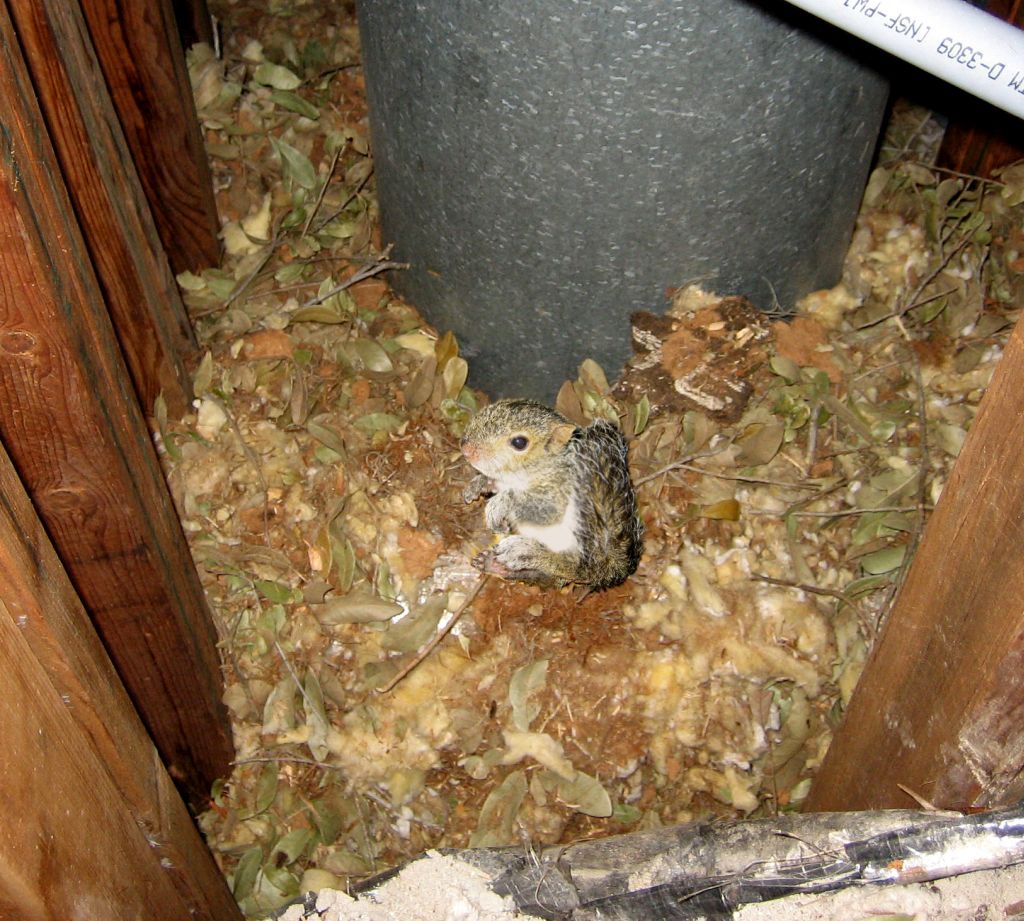 squirrel_attic