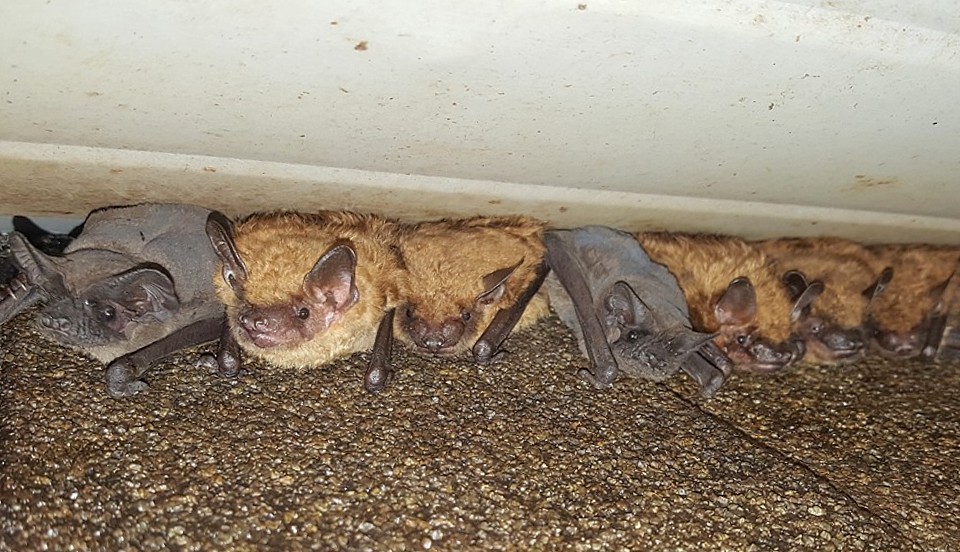 bats in attic